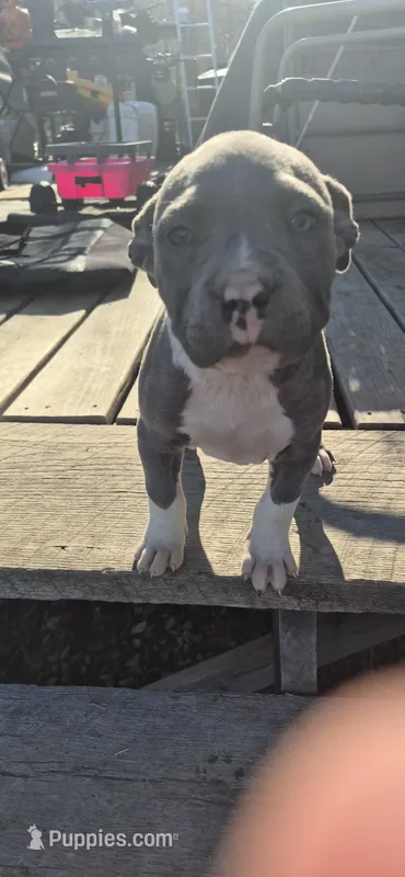 Girl 3 – American Staffordshire Terrier puppy for sale in Steelville, MO