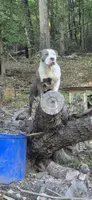 Fawn boy 2, a male American Staffordshire Terrier for sale in Steelville, MO – 4 of 4