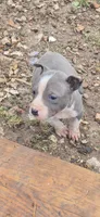 Tiny, a female American Staffordshire Terrier for sale in Steelville, MO – Photo 1 of 2