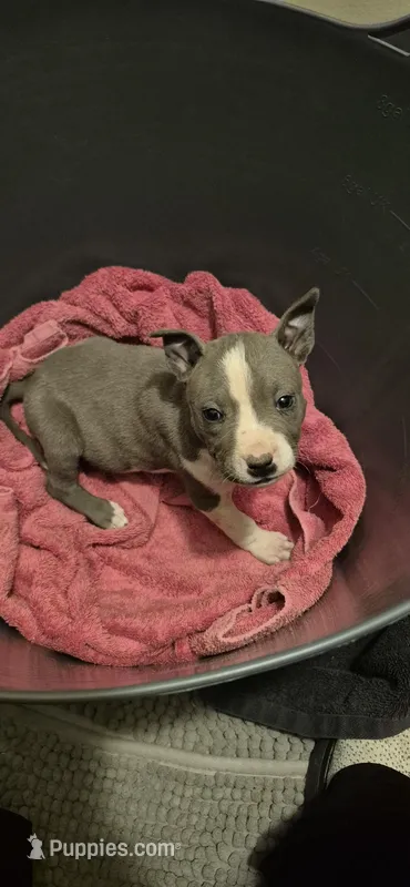 Tiny – American Staffordshire Terrier puppy for sale in Steelville, MO