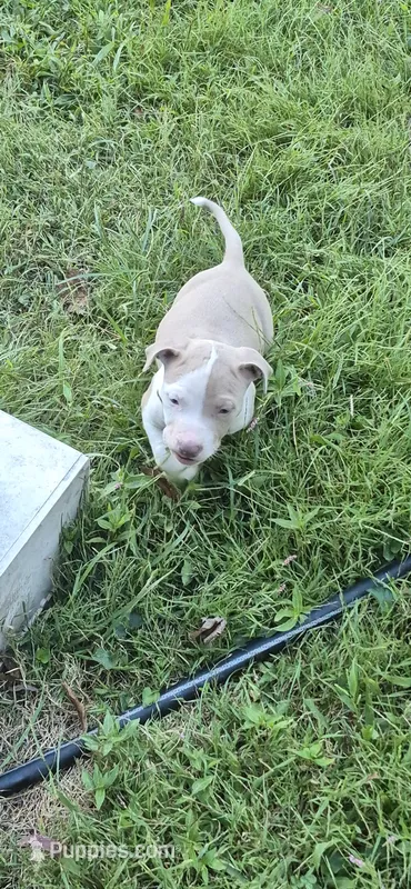 Fawn boy 4 – American Staffordshire Terrier puppy for sale in Steelville, MO