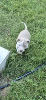 Fawn boy 4, a male American Staffordshire Terrier for sale in Steelville, MO – 2 of 4