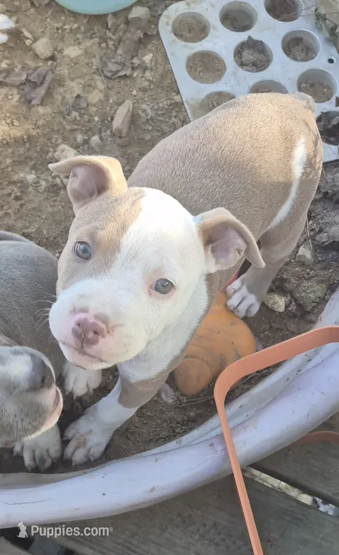 Red white boy – American Staffordshire Terrier, Staffordshire Bull Terrier puppy for sale in Steelville, MO