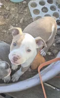Red white boy, a male American Staffordshire Terrier and Staffordshire Bull Terrier for sale in Steelville, MO – 1 of 4