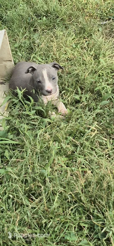 Blue girl 2 – American Staffordshire Terrier puppy for sale in Steelville, MO