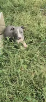 Blue girl 2, a female American Staffordshire Terrier for sale in Steelville, MO – 1 of 4