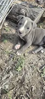 Blue male 1, a male American Staffordshire Terrier for sale in Steelville, MO – 3 of 6