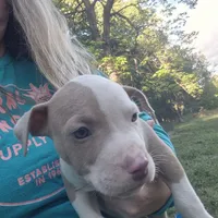 Fawn boy 2, a male American Staffordshire Terrier for sale in Steelville, MO – 2 of 4