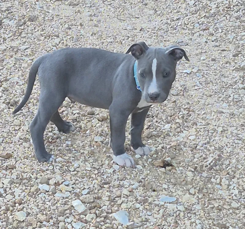 Blue male 1 – American Staffordshire Terrier puppy for sale in Steelville, MO