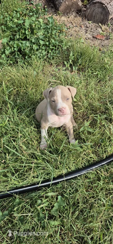 Fawn boy 1 – American Staffordshire Terrier puppy for sale in Steelville, MO