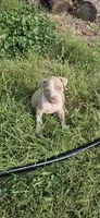 Fawn boy 1, a male American Staffordshire Terrier for sale in Steelville, MO – 1 of 4