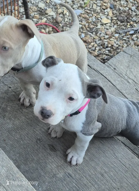 Blue girl white face – American Staffordshire Terrier puppy for sale in Steelville, MO