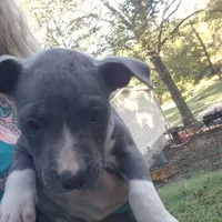 Blue girl 3, a female American Staffordshire Terrier for sale in Steelville, MO – 2 of 4