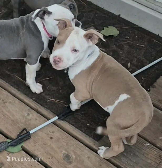 Red white boy – American Staffordshire Terrier, Staffordshire Bull Terrier puppy for sale in Steelville, MO