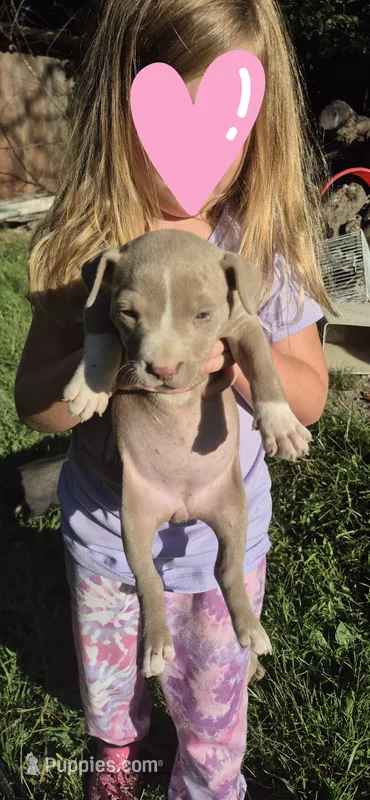 Fawn Girl – American Staffordshire Terrier puppy for sale in Steelville, MO