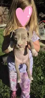 Fawn Girl, a female American Staffordshire Terrier for sale in Steelville, MO – 1 of 4