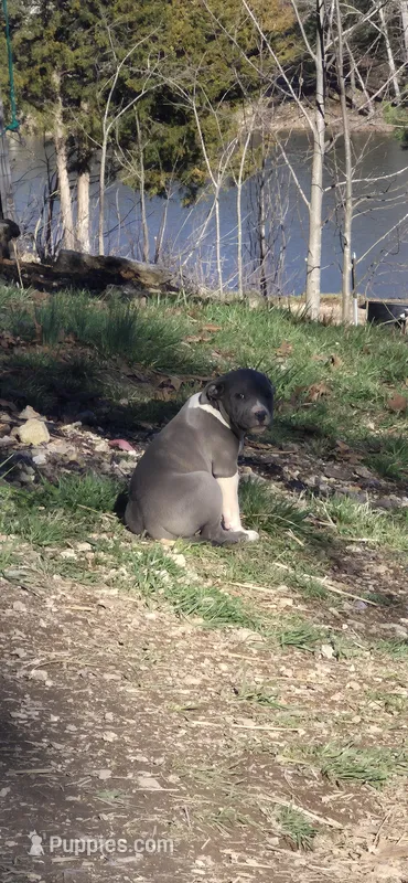 Girl 4 – American Staffordshire Terrier puppy for sale in Steelville, MO