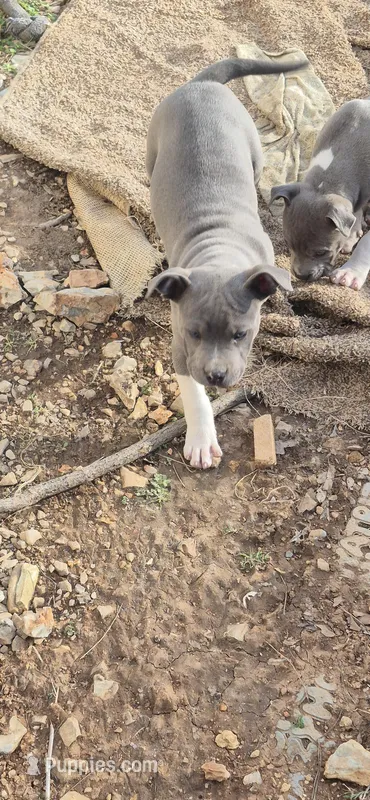 Girl 4 – American Staffordshire Terrier puppy for sale in Steelville, MO