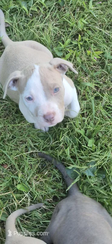 Fawn boy 4 – American Staffordshire Terrier puppy for sale in Steelville, MO