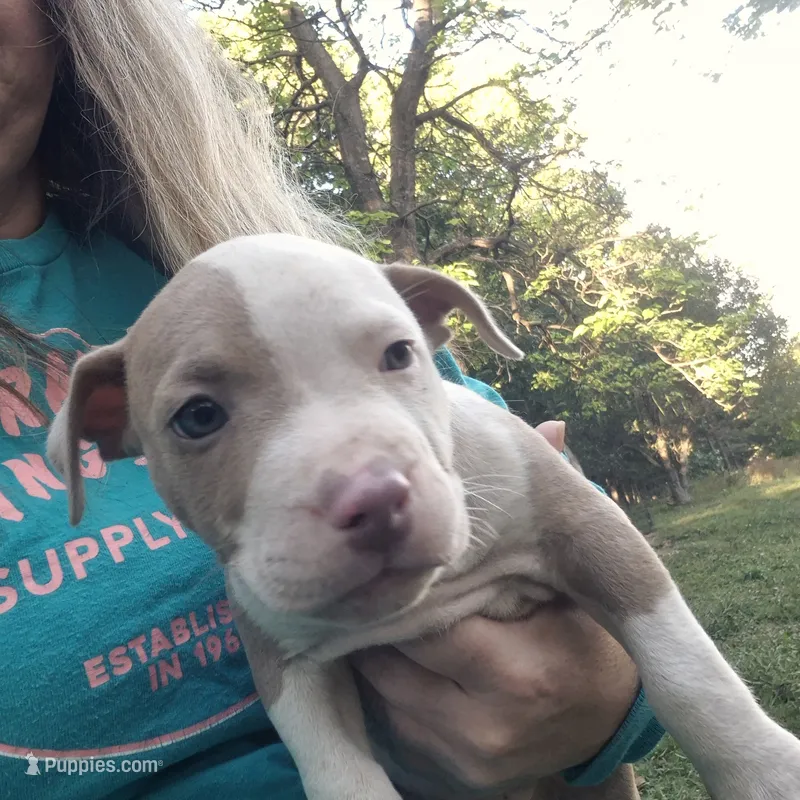 Fawn boy 2 – American Staffordshire Terrier puppy for sale in Steelville, MO