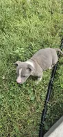 Blue girl 2, a female American Staffordshire Terrier for sale in Steelville, MO – 2 of 4