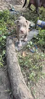 Fawn Girl, a female American Staffordshire Terrier for sale in Steelville, MO – 2 of 4