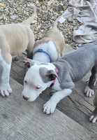 Blue girl white face, a female American Staffordshire Terrier and Staffordshire Bull Terrier for sale in Steelville, MO – 2 of 4