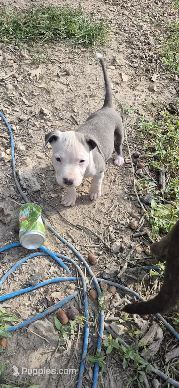 Blue girl white face – American Staffordshire Terrier puppy for sale in Steelville, MO