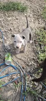 Blue girl white face, a female American Staffordshire Terrier for sale in Steelville, MO – 1 of 4