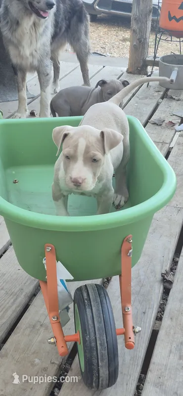 Fawn boy 1 – American Staffordshire Terrier puppy for sale in Steelville, MO
