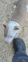 Red white boy, a male American Staffordshire Terrier and Staffordshire Bull Terrier for sale in Steelville, MO – 3 of 4