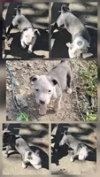 Blue girl white face, a female American Staffordshire Terrier and Staffordshire Bull Terrier for sale in Steelville, MO – 4 of 4