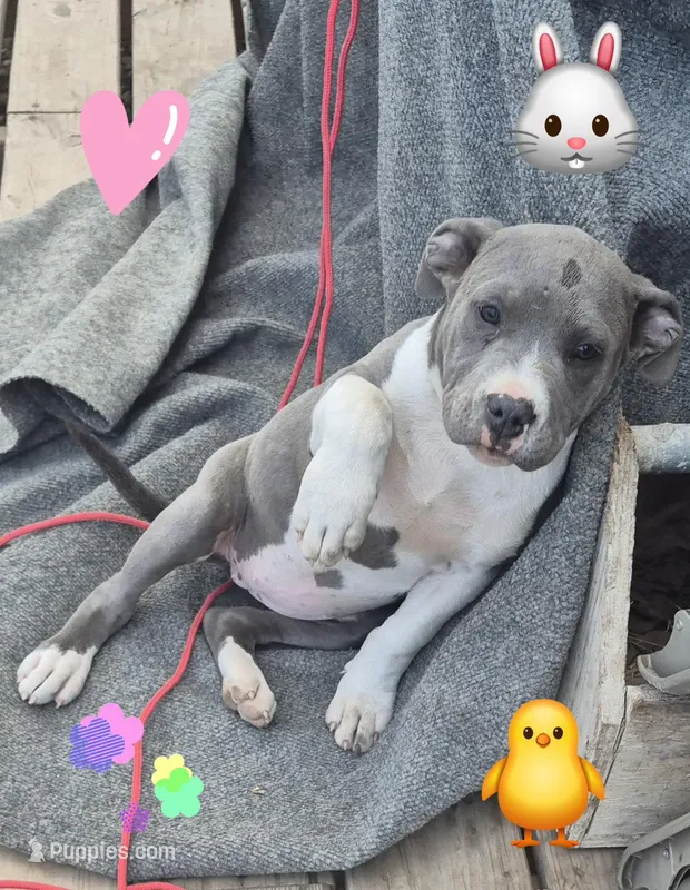 Last girl – American Staffordshire Terrier puppy for sale in Steelville, MO