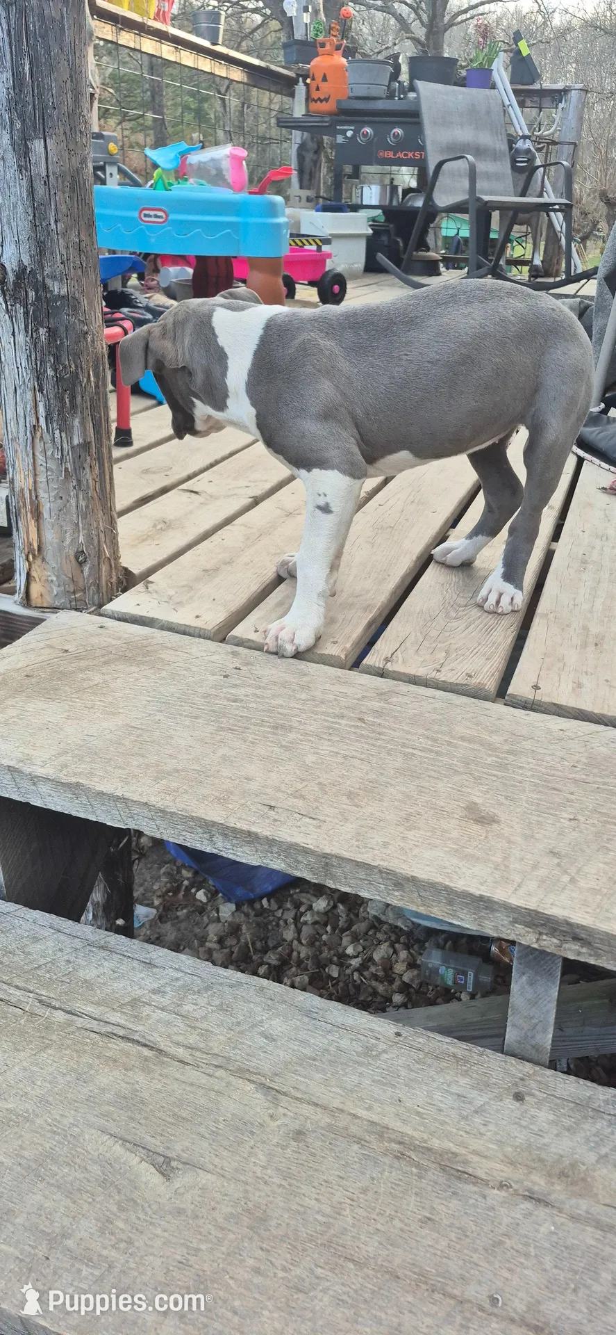 Last girl, a female American Staffordshire Terrier for sale in Steelville, MO – Photo 4 of 4