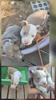 Red white boy, a male American Staffordshire Terrier and Staffordshire Bull Terrier for sale in Steelville, MO – 2 of 4