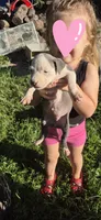 Blue girl white face, a female American Staffordshire Terrier for sale in Steelville, MO – 2 of 4