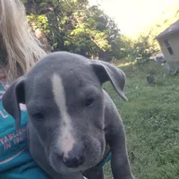 Blue male 1, a male American Staffordshire Terrier for sale in Steelville, MO – 2 of 6