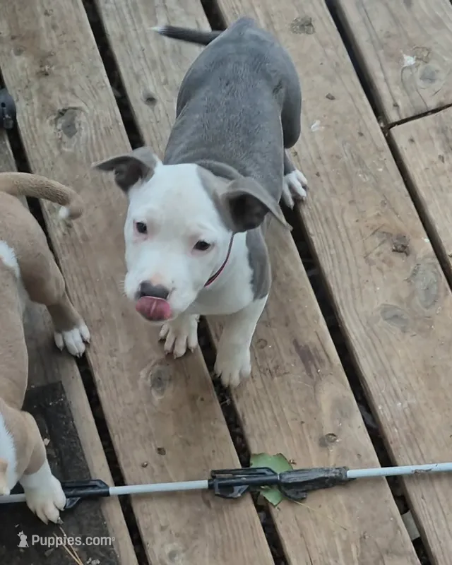 Blue girl white face – American Staffordshire Terrier, Staffordshire Bull Terrier puppy for sale in Steelville, MO
