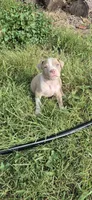 Fawn boy 1, a male American Staffordshire Terrier for sale in Steelville, MO – 2 of 4