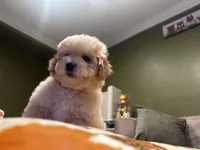 Daisy, a female Poodle - Miniature  for sale in Fresno, CA – Photo 3 of 7