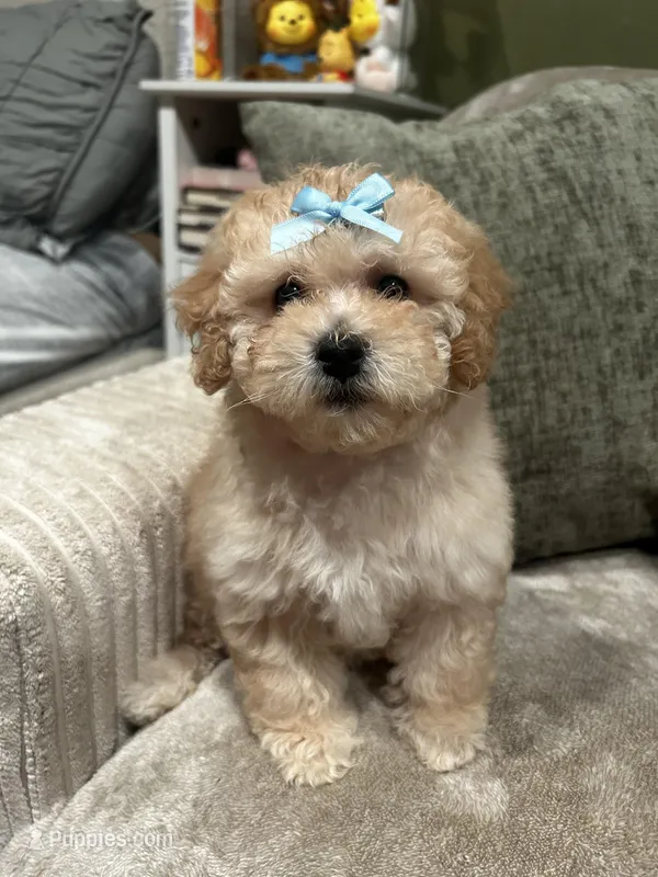Daisy – Poodle - Miniature  puppy for sale in Fresno, CA