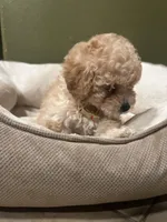 Daisy, a female Poodle - Miniature  for sale in Fresno, CA – Photo 5 of 7
