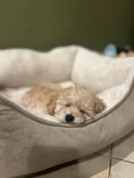 Daisy, a female Poodle - Miniature  for sale in Fresno, CA – Photo 4 of 7