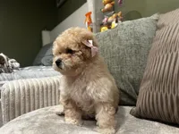 Daisy, a female Poodle - Miniature  for sale in Fresno, CA – Photo 7 of 7