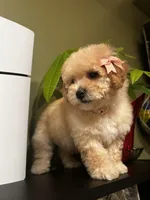 Daisy, a female Poodle - Miniature  for sale in Fresno, CA – Photo 2 of 7