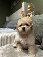 Daisy, a female Poodle - Miniature  for sale in Fresno, CA – Photo 6 of 7