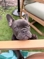 Emily , a female French Bulldog for sale in New York, NY – 1 of 4