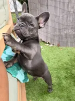 Emily , a female French Bulldog for sale in New York, NY – 2 of 4
