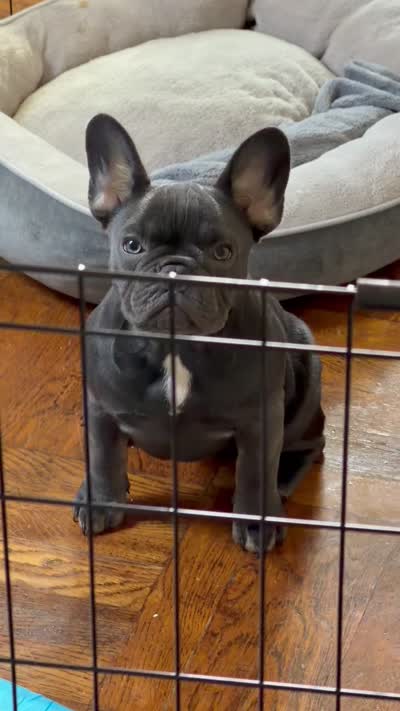 Emily , a female French Bulldog for sale in New York, NY – 3 of 4