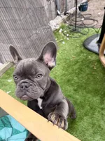 Emily , a female French Bulldog for sale in New York, NY – 4 of 4